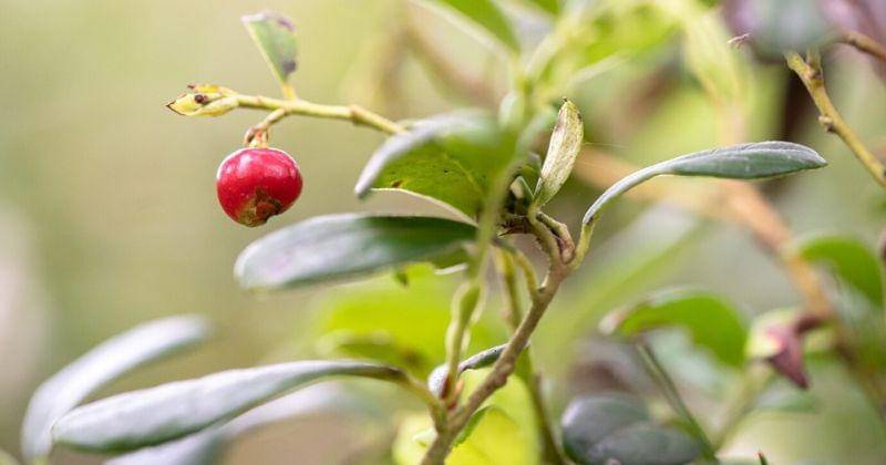 Instagram.com/kebunjambu